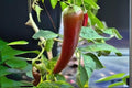 Hatch Giuzeppi Hot Pepper Seeds – Non-GMO Capsicum annuum Chili Seeds for Cooking, Roasting & Sauces, 250 mg