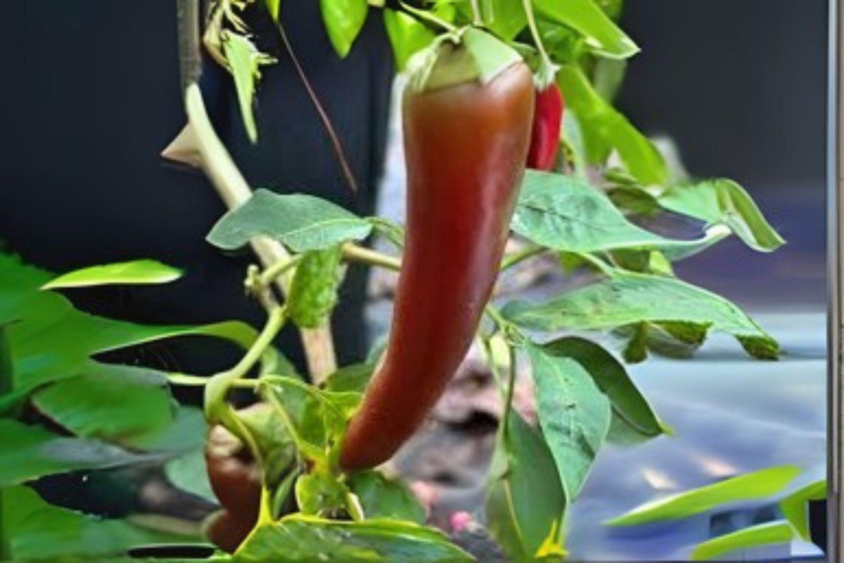 Hatch Giuzeppi Hot Pepper Seeds – Non-GMO Capsicum annuum Chili Seeds for Cooking, Roasting & Sauces, 250 mg