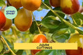 5 Sherwood Jujube Hardwood Cuttings – Chinese Red Date, Tao Tau, Hong Zao – Ziziphus jujuba for Grafting & Propagation
