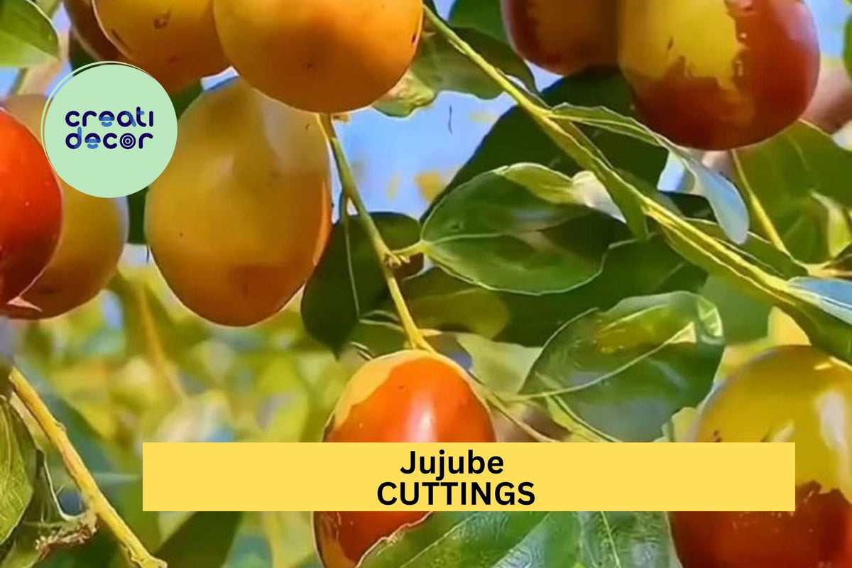 5 Sherwood Jujube Hardwood Cuttings – Chinese Red Date, Tao Tau, Hong Zao – Ziziphus jujuba for Grafting & Propagation