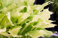 White Feather Hosta Bare Root Perennial – Rare White Foliage, Shade-Loving, Cold Hardy, USDA Zones 3-9, Live Starter Plant