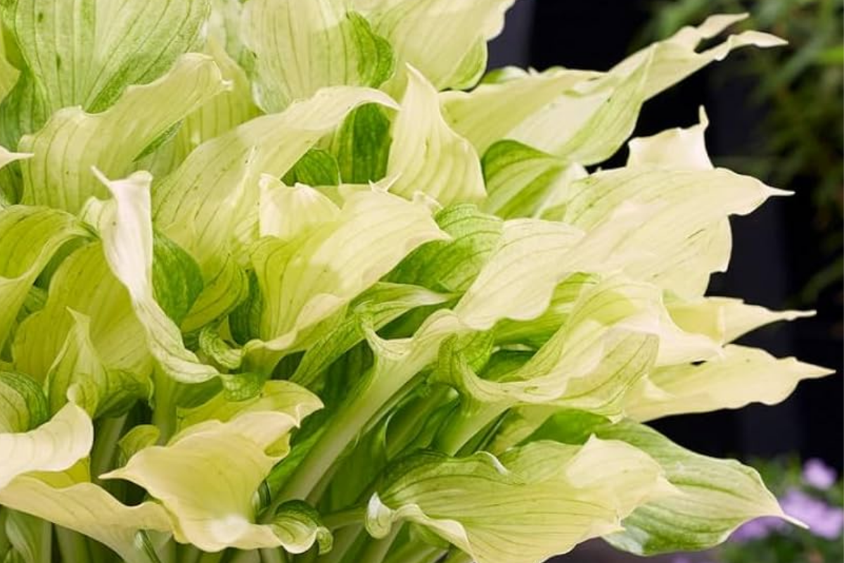 White Feather Hosta Bare Root Perennial – Rare White Foliage, Shade-Loving, Cold Hardy, USDA Zones 3-9, Live Starter Plant