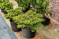 European Silver Fir Seeds – Abies alba, Evergreen Conifer, Fragrant, Woodland, Reforestation, 10 Seeds
