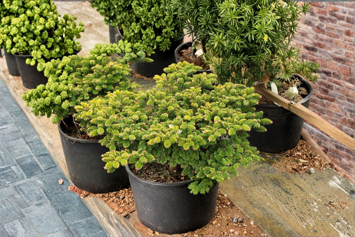 European Silver Fir Seeds – Abies alba, Evergreen Conifer, Fragrant, Woodland, Reforestation, 10 Seeds