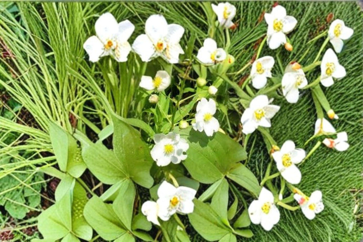 500 Seeds of Sagittaria latifolia, Common Arrowhead Native Aquatic Plant for Ponds, Wetlands & Water Gardens