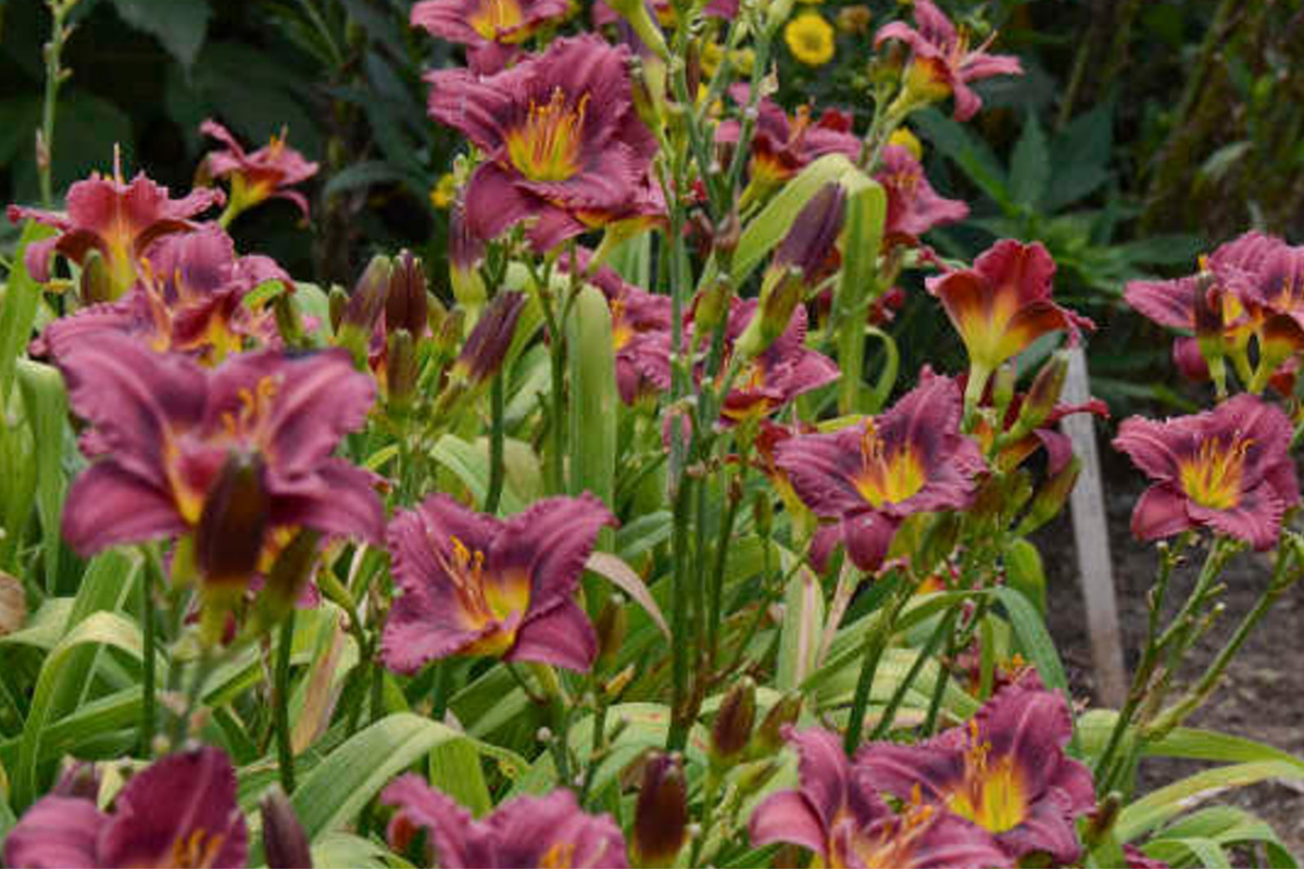 Little Grapette Daylily Live Bare Root Plant - Compact Hardy Perennial with Purple Blooms, Easy to Grow, USDA Zones 3-9