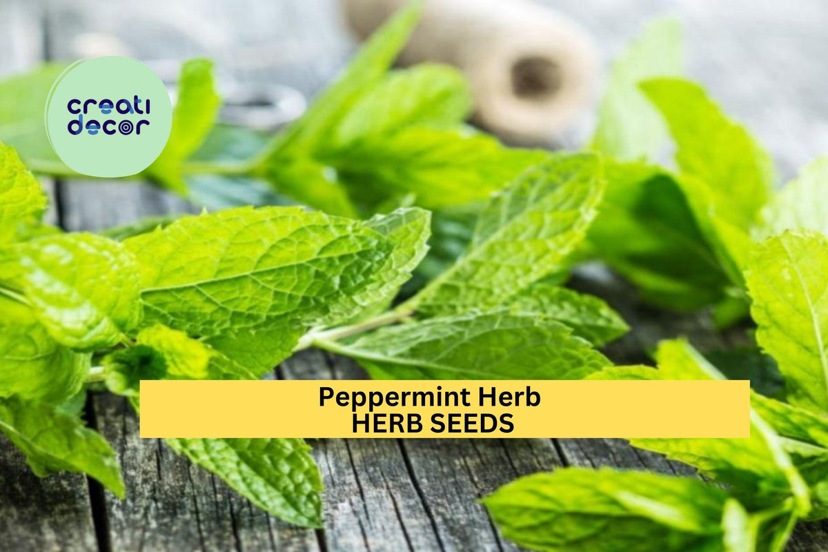 Peppermint Herb Seeds 3pcs – Mentha × piperita, Aromatic Mint for Tea, Cooking & Remedies, Easy to Grow Indoors or Outdoors