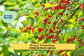Prunus tomentosa Nanking Cherry Shrub Seeds – Edible, Flowering Borders, Wildlife Garden, Pink-White Blossoms, Red Cherries, Cold-Hardy
