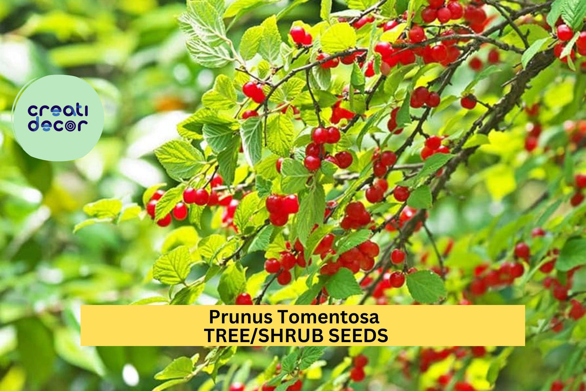 Prunus tomentosa Nanking Cherry Shrub Seeds – Edible, Flowering Borders, Wildlife Garden, Pink-White Blossoms, Red Cherries, Cold-Hardy
