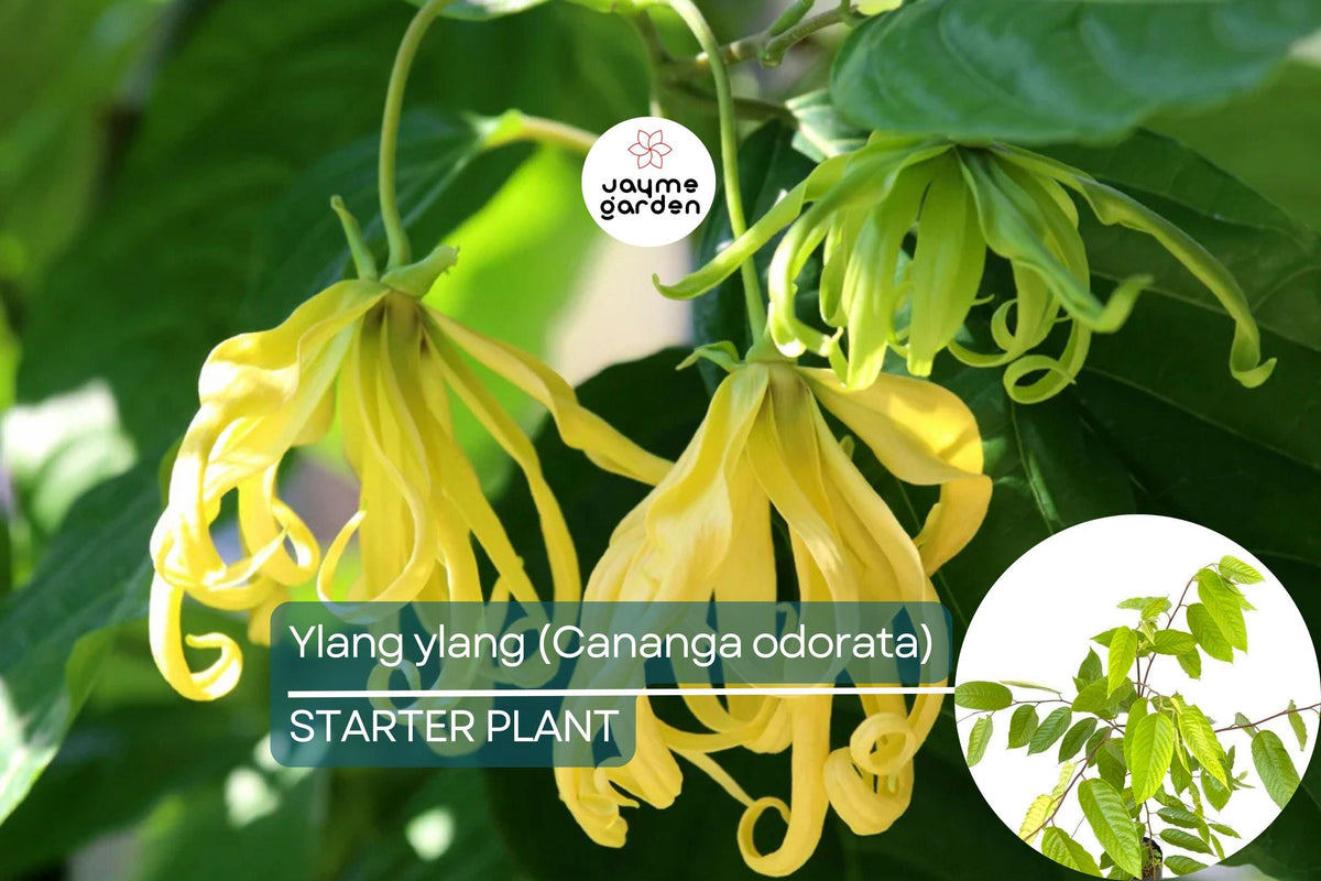 Ylang Ylang Live Tree - 1’-2’ Starter Plant, Fragrant Tropical Tree with Star-Shaped Aromatic Flowers, Cananga odorata