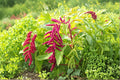 Love Lies Bleeding Seeds – Amaranthus caudatus, 100 Pack, Red Hanging Flower Tassels, Ornamental Annual Plant
