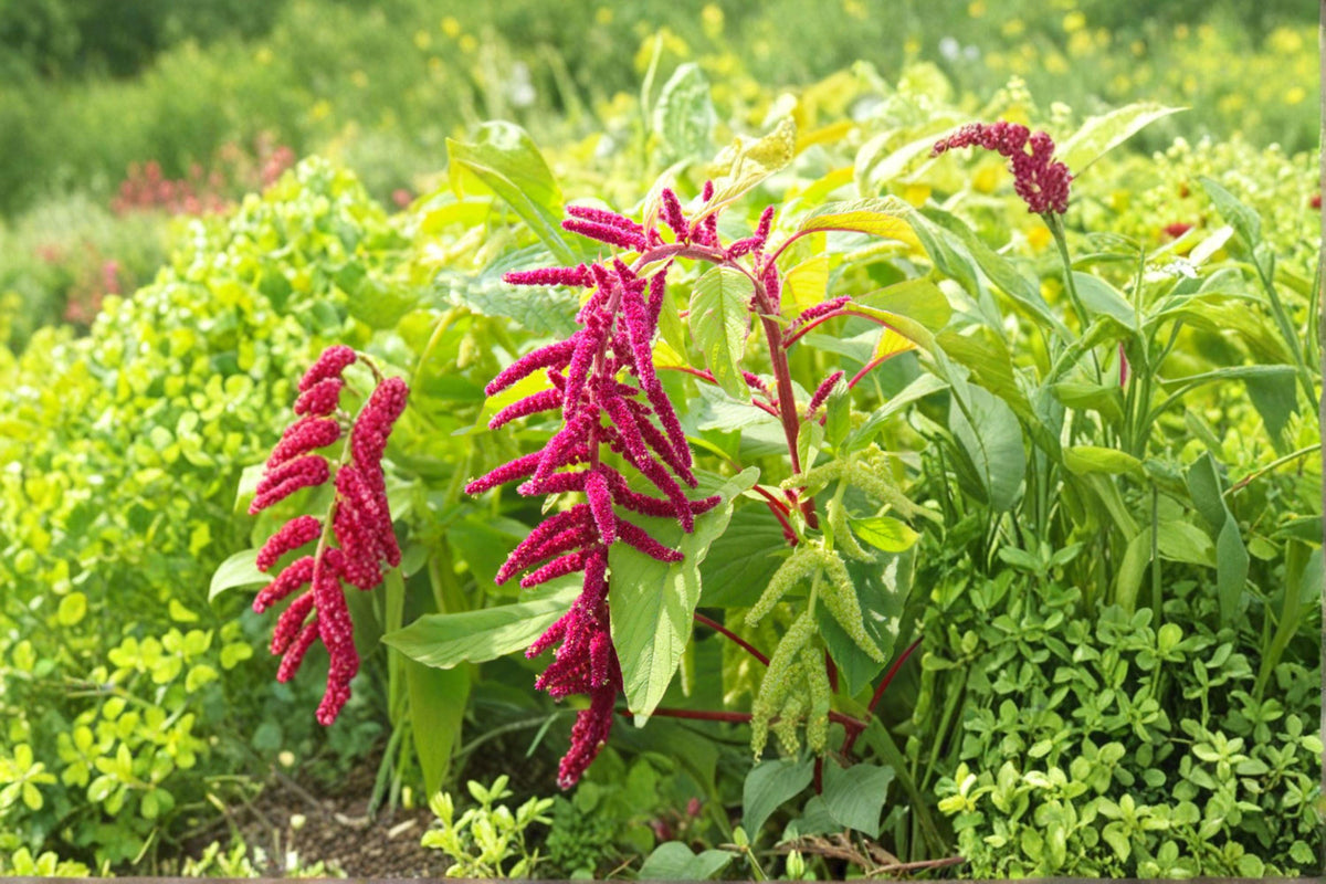 Love Lies Bleeding Seeds – Amaranthus caudatus, 100 Pack, Red Hanging Flower Tassels, Ornamental Annual Plant