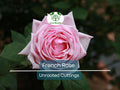 French Rose Unrooted Cuttings 6-8" | Rosa Propagation for Garden, Rooting & Planting