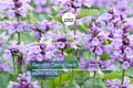 1000 Catnip Seeds – Nepeta cataria Perennial Herb, Non-GMO, Fragrant, Pollinator-Friendly, Drought-Tolerant