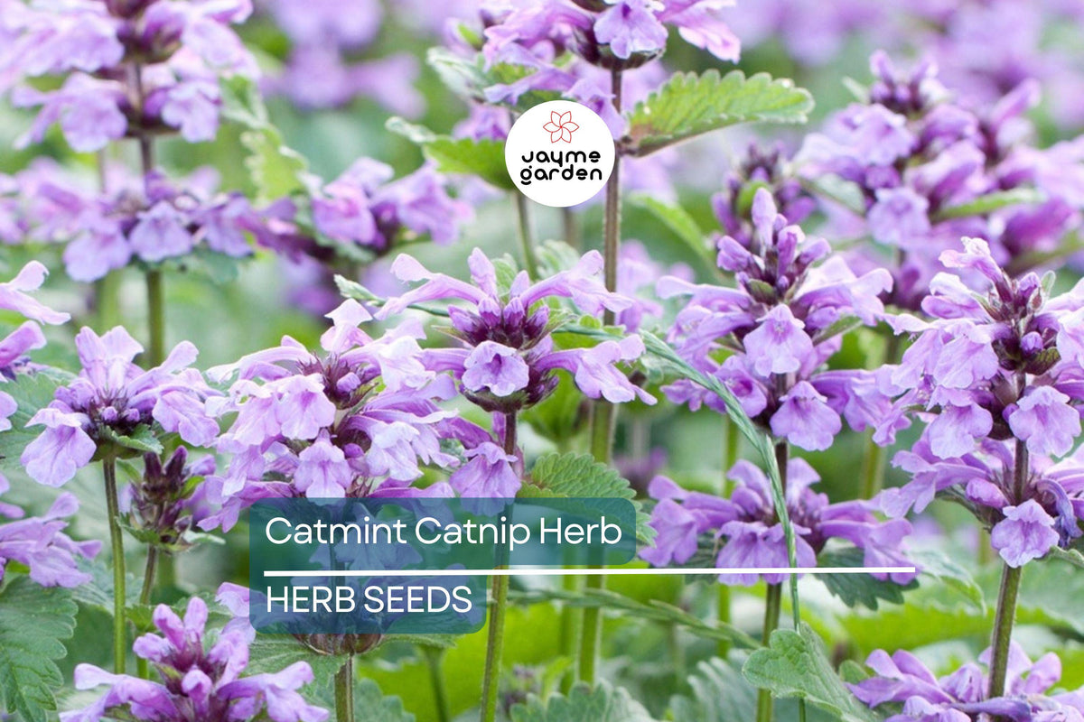 1000 Catnip Seeds – Nepeta cataria Perennial Herb, Non-GMO, Fragrant, Pollinator-Friendly, Drought-Tolerant