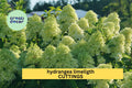 6 Rooted Limelight Hydrangea Cuttings | Hydrangea paniculata 'Limelight' | 6–10" Starter Plants for Gardens & Borders