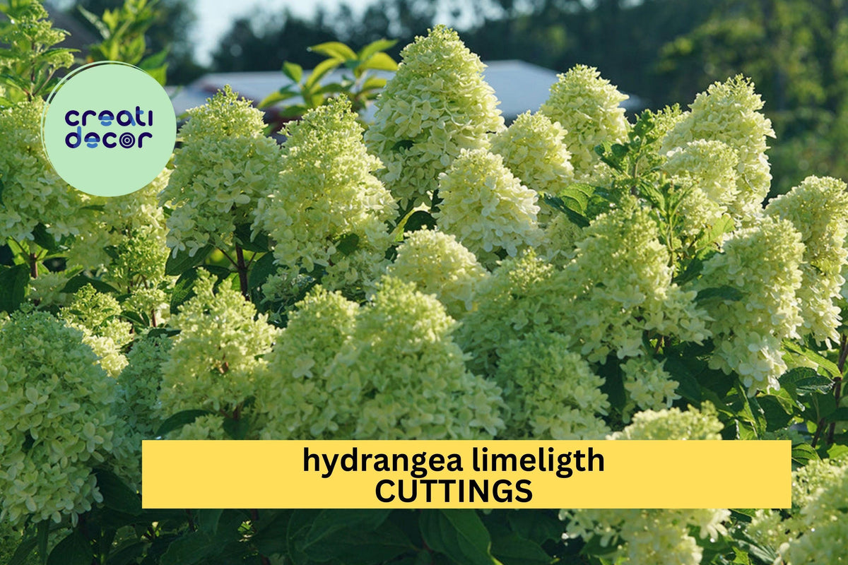 6 Rooted Limelight Hydrangea Cuttings | Hydrangea paniculata 'Limelight' | 6–10" Starter Plants for Gardens & Borders