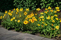 Golden Wave Tickseed Seeds – Coreopsis basalis Native Annual Wildflower, Drought & Heat Tolerant, Long Blooming, Pollinator-Friendly, 100 Seeds