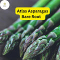 25 Bare Root Green Atlas Asparagus Crowns | Asparagus officinalis | Easy to Grow Garden Starter