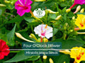 50 Four O'Clock Flower Seeds Mix | Mirabilis jalapa Perennial Garden Flowers, Vibrant Blooming Seeds