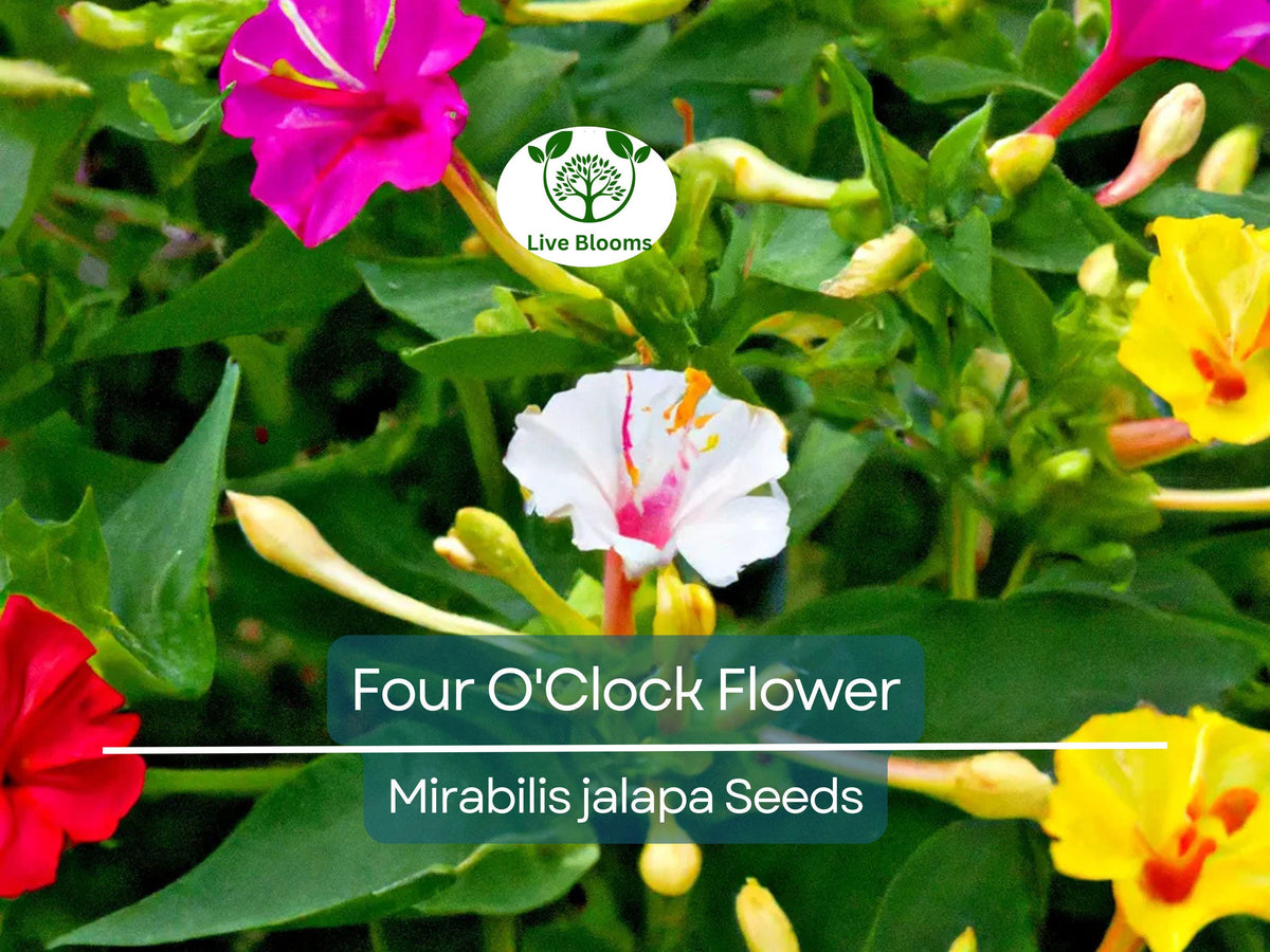 50 Four O'Clock Flower Seeds Mix | Mirabilis jalapa Perennial Garden Flowers, Vibrant Blooming Seeds