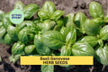 3pcs Basil Genovese Seeds – Italian Culinary Herb for Pesto & Pasta, Ocimum basilicum, Green Leaves