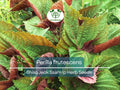 Perilla (Shiso) Seeds – Asian Herb for Sushi, Salads & Stir-Fries – Jeok Ssam Ip – 400 High-Quality Planting Seeds