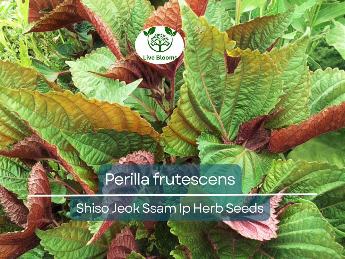 Perilla (Shiso) Seeds – Asian Herb for Sushi, Salads & Stir-Fries – Jeok Ssam Ip – 400 High-Quality Planting Seeds