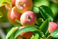 Live Winesap Apple Tree - 2-3ft Bare Root Fruit Tree for Spring, Sweet & Tart Apples, Hardy Deciduous Orchard Plant