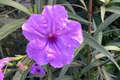 Mexican Petunia Bare Root Plants – Ruellia Tuberosa, Exotic Purple Flowers, 2 Live Shrubs for Gardens & Outdoor Spaces