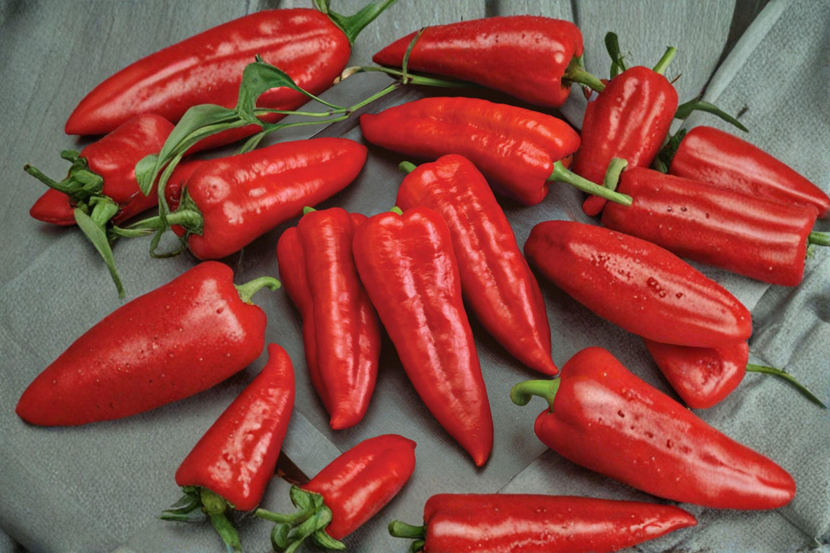 Giant Marconi Red Sweet Pepper Seeds – Heirloom Capsicum annuum, Large Red Peppers for Grilling, Roasting, and Fresh Eating