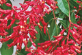 2 Buckeye Red Trees Bare-Root with Red Spring Blooms, Ornamental Tree, Aesculus pavia, Zones 4-8