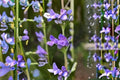 100 mg Penstemon payettensis Seeds – Payette Beardtongue Wildflower for Pollinator Gardens, Native Gardens, Rock Gardens