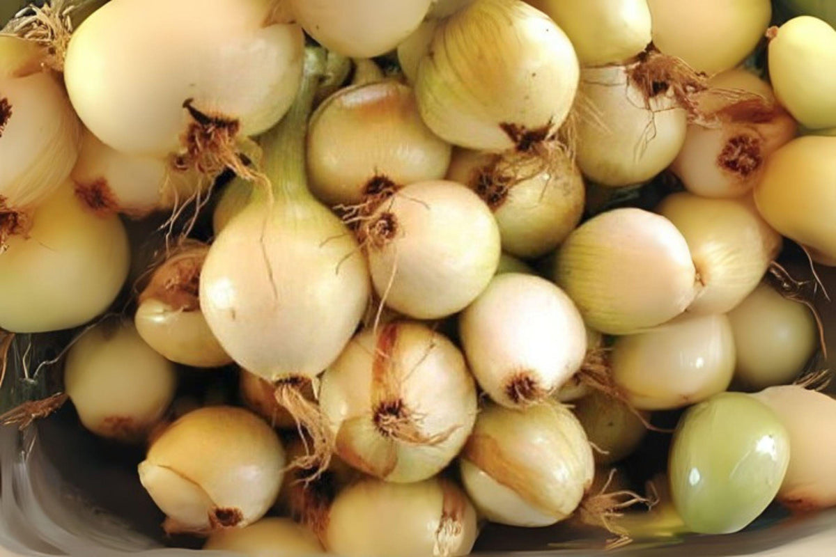 Walla Walla Sweet Onion Seeds Heirloom Non-GMO 250mg Allium cepa for Salads, Grilling, Home Garden