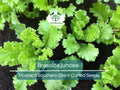 500 Seeds Mustard Southern Giant Curled Brassica juncea - Fast-Growing, Cold Hardy, Nutrient-Rich Greens for Home Gardens