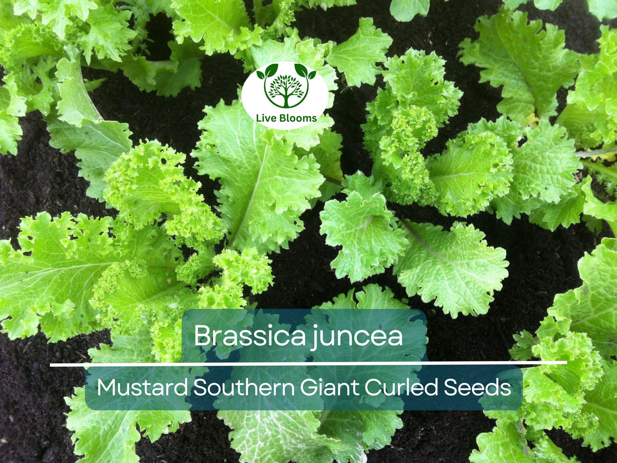 500 Seeds Mustard Southern Giant Curled Brassica juncea - Fast-Growing, Cold Hardy, Nutrient-Rich Greens for Home Gardens