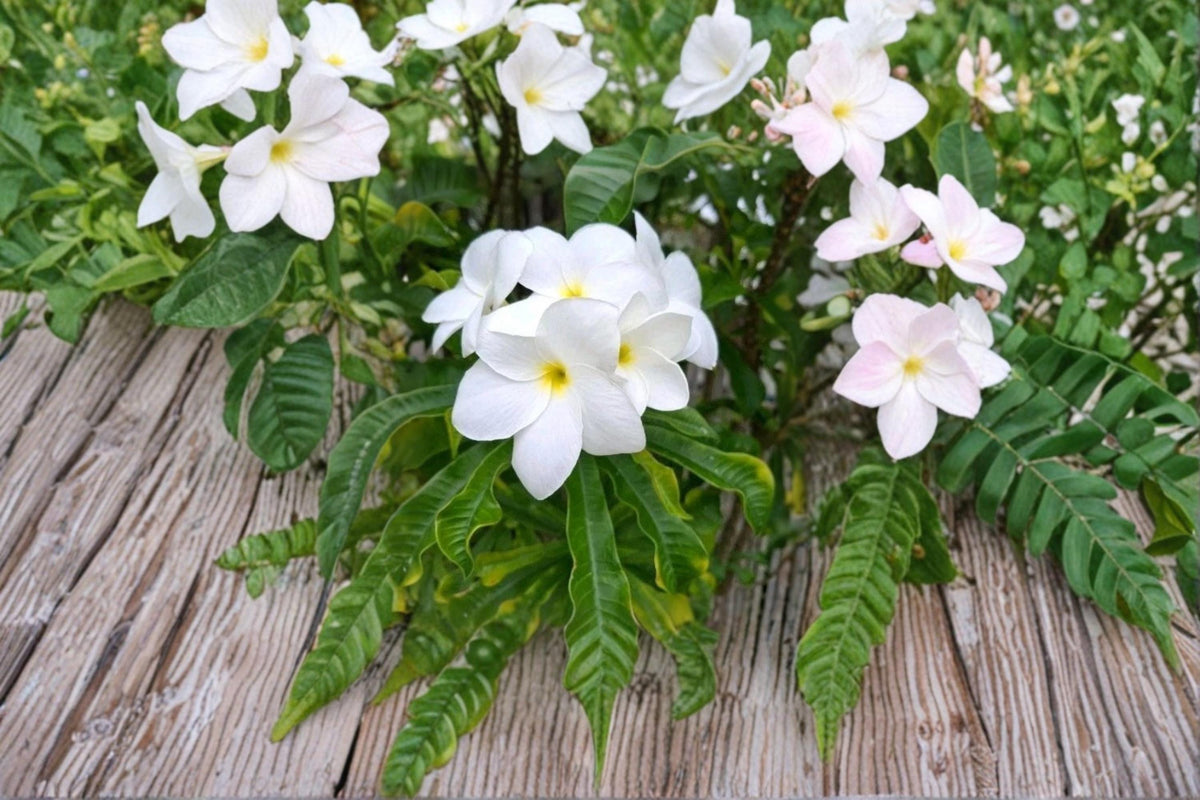 Bridal Bouquet Plumeria Cutting - Snow White Frangipani - Plumeria pudica - Tropical Ornamental Shrub, Unrooted, 10"