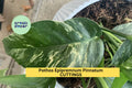 Unrooted Pothos Epipremnum Pinnatum Albo Variegata Cutting | Rare Variegated Houseplant for Indoor Hanging & Climbing