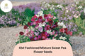 Old-Fashioned Mixture Sweet Pea Seeds, Fragrant Climbing Flowers, Lathyrus odoratus, Mixed Colors, Garden Trellis, Fences