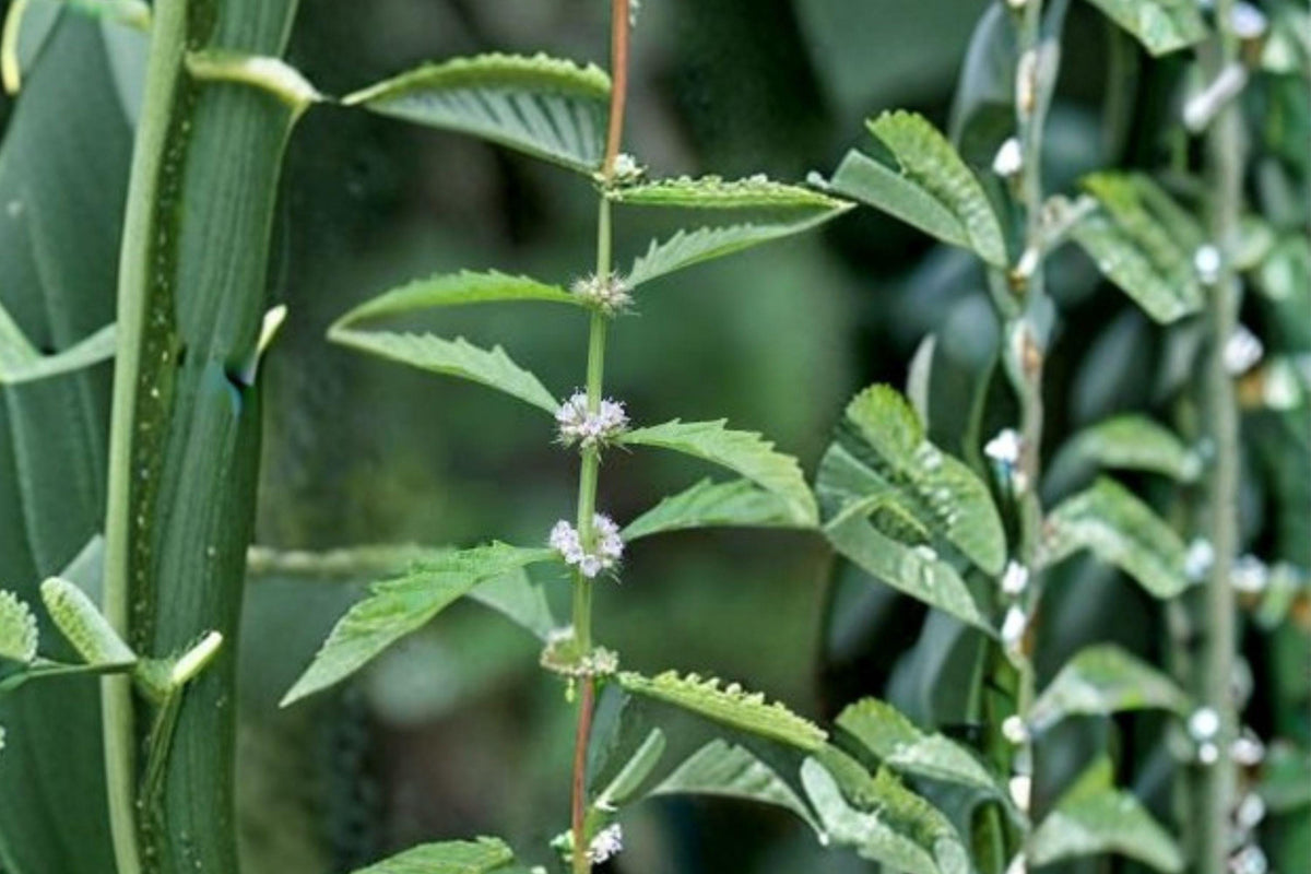 American Bugleweed Seeds – Lycopus americanus – Native Wetland Perennial for Pollinator Gardens, Erosion Control, and Habitat Restoration