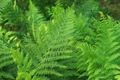 10 Lady Fern Bare Root Plants - Athyrium filix-femina Native Woodland Fern, Shade-Loving, Cold-Hardy, Deer-Resistant Perennial