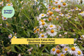 Decurrent False Aster Seeds 500 Non-GMO Boltonia decurrens Wildflower for Wetlands, Pollinator Support, Native Meadow Plant