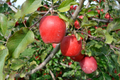 Live Gala Apple Tree, Bare Root, 2-3ft Tall, Hardy Zones 5-8, Fruit Tree for Garden or Orchard