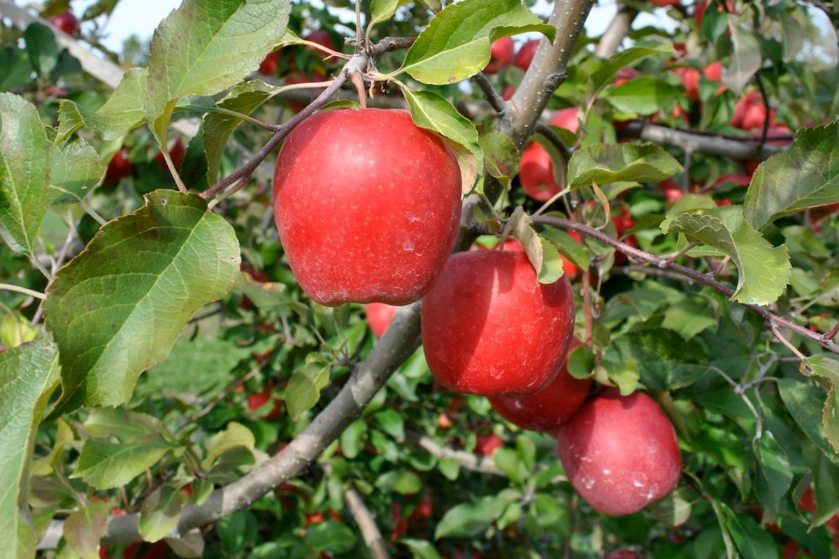 Live Gala Apple Tree, Bare Root, 2-3ft Tall, Hardy Zones 5-8, Fruit Tree for Garden or Orchard