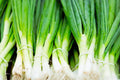 Evergreen Bunching Onion Seeds - Non-GMO Heirloom Allium fistulosum for Fresh Garden Growth