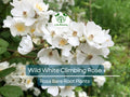Wild White Climbing Rose Bare Root Plant – Hardy, Fragrant, All-Natural, Trellis, Fence, Garden, Rosa multiflora