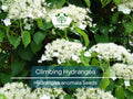 Climbing Hydrangea Seeds (Hydrangea anomala) – Vining Flower Bush for Fences, Walls, & Landscaping, Hardy Evergreen, Creeping Hedge Seed Pack