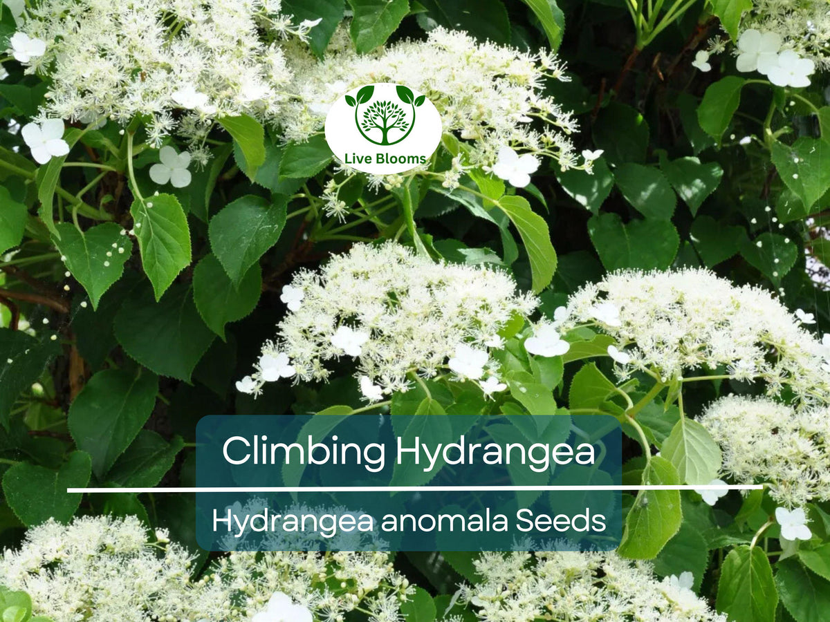 Climbing Hydrangea Seeds (Hydrangea anomala) – Vining Flower Bush for Fences, Walls, & Landscaping, Hardy Evergreen, Creeping Hedge Seed Pack