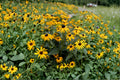 Black-Eyed Susan Seeds – Rudbeckia hirta, Native Wildflower, Pollinator Magnet, Drought Tolerant, Perennial/Biennial, 400 Seeds