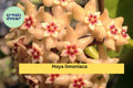 Hoya limoniaca Live Plant – Rare Rooted Cutting in 3.5” Pot, Tropical Houseplant, Vining Green Foliage, Indoor Collector Plant